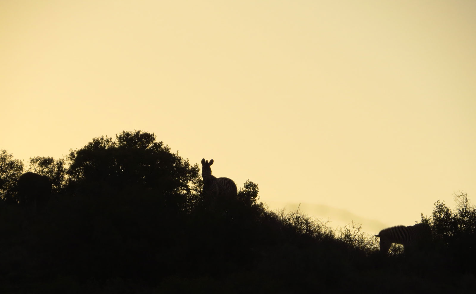 Buffelsdrift Conservancy zebras