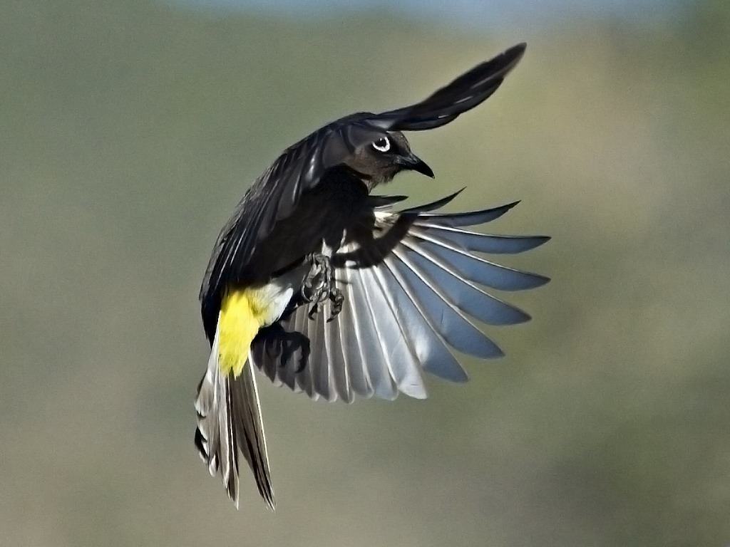 Buffelsdrift birds