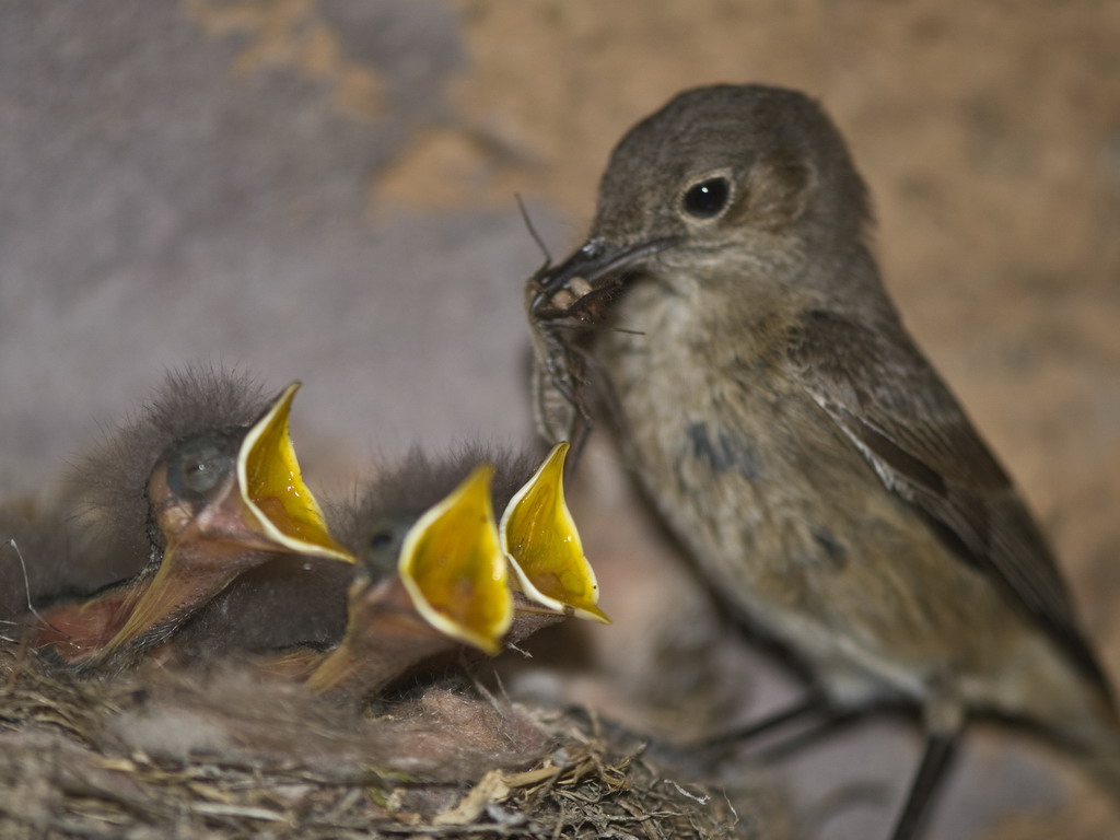 Buffelsdrift birds