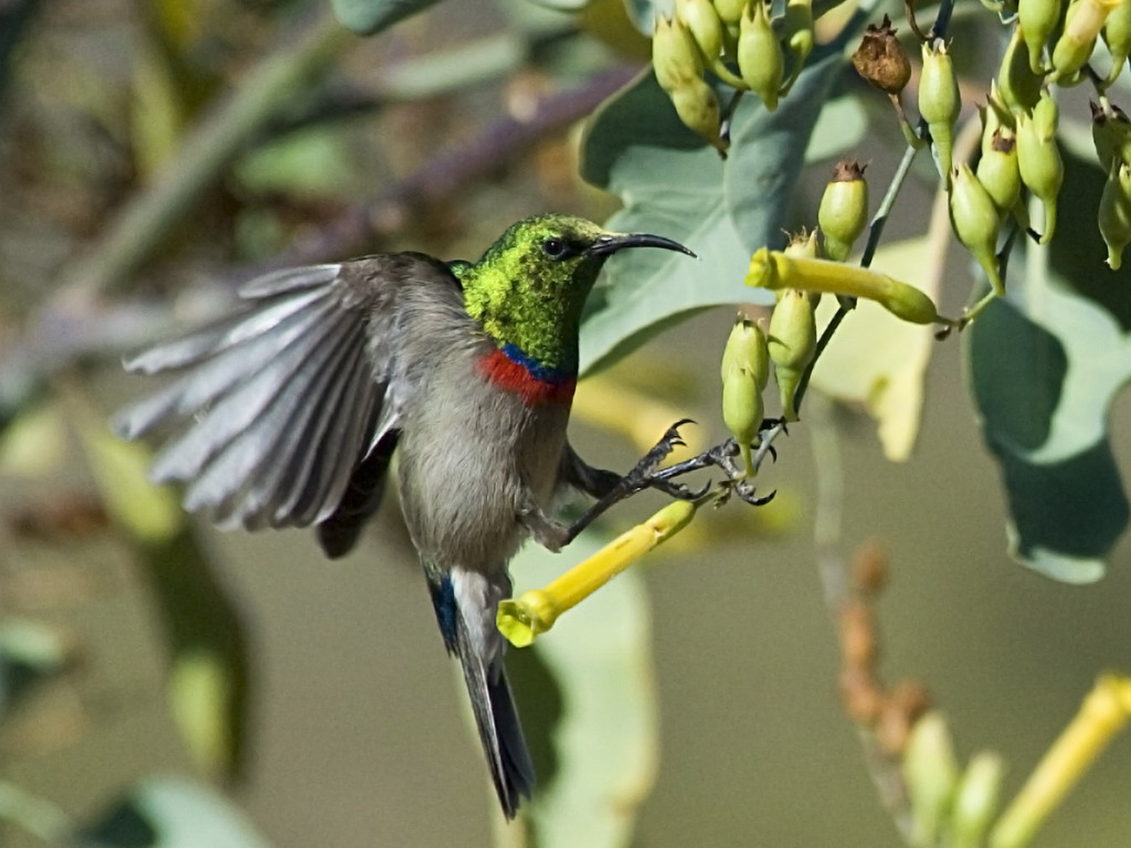 Buffelsdrift birds