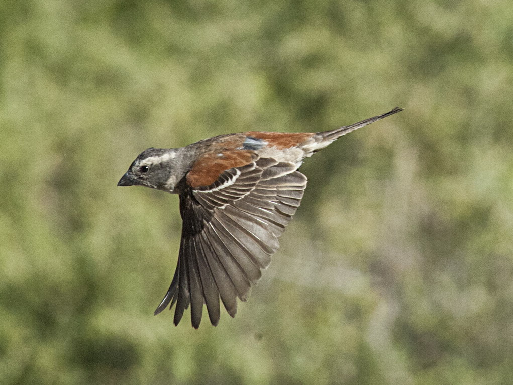 Buffelsdrift birds