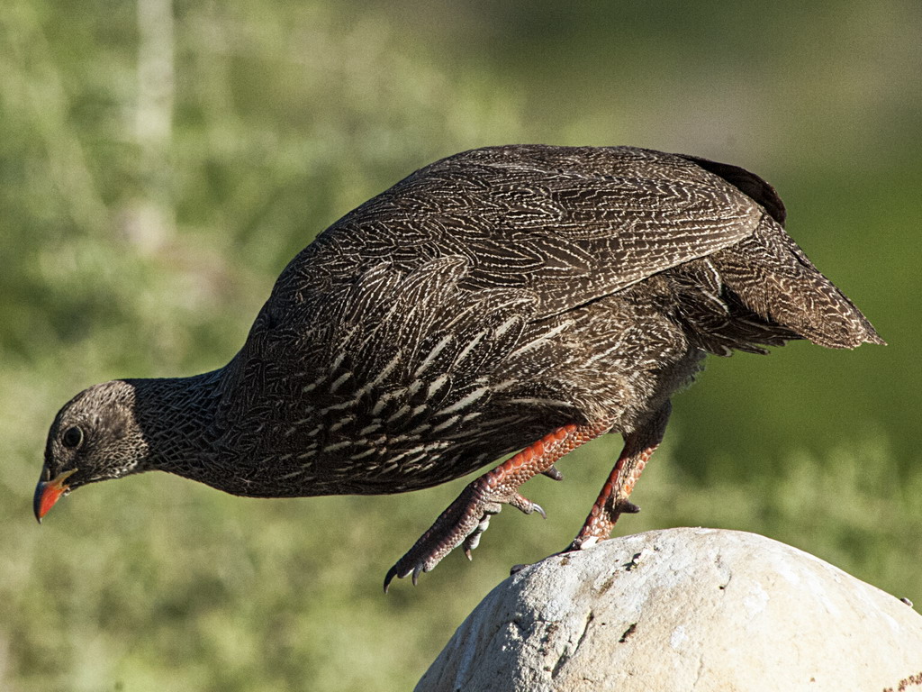 Buffelsdrift birds