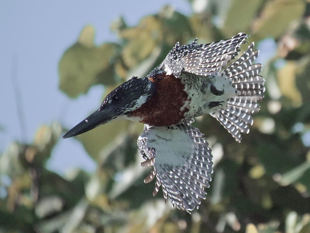 Buffelsdrift birds