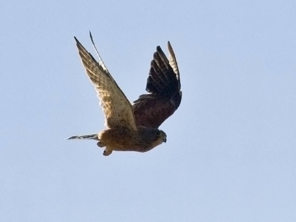 Buffelsdrift birds