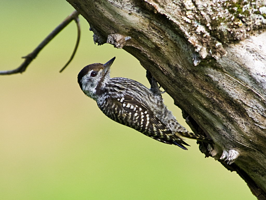 Buffelsdrift birds