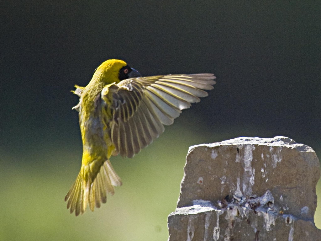 Buffelsdrift birds