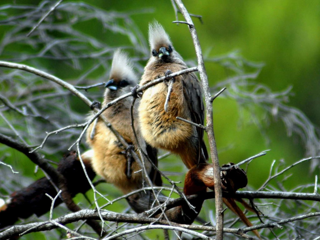 Buffelsdrift birds