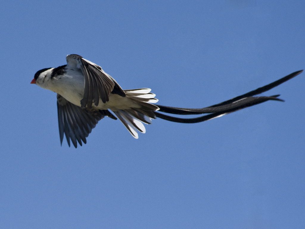 Buffelsdrift birds