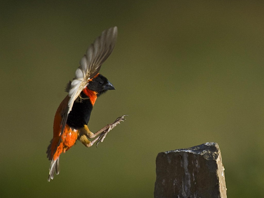 Buffelsdrift birds