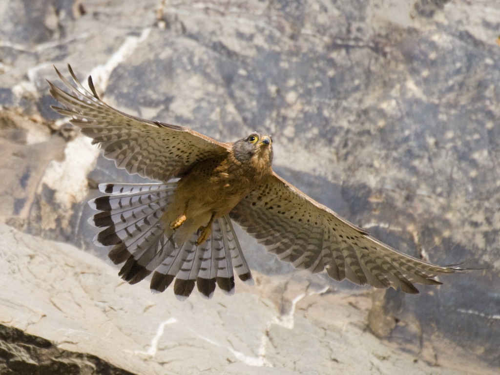 Buffelsdrift birds