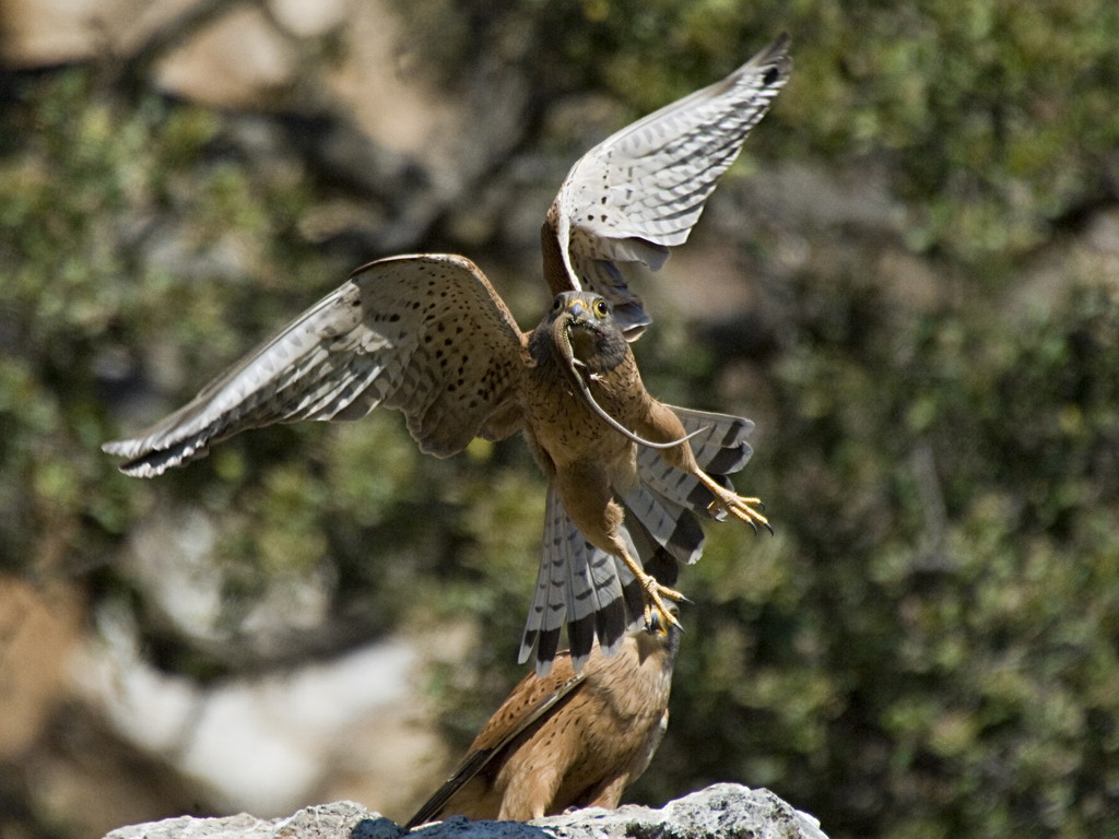 Buffelsdrift birds
