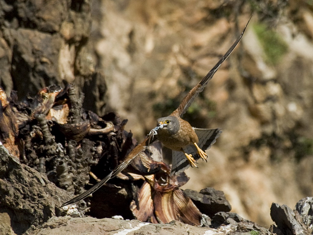 Buffelsdrift birds