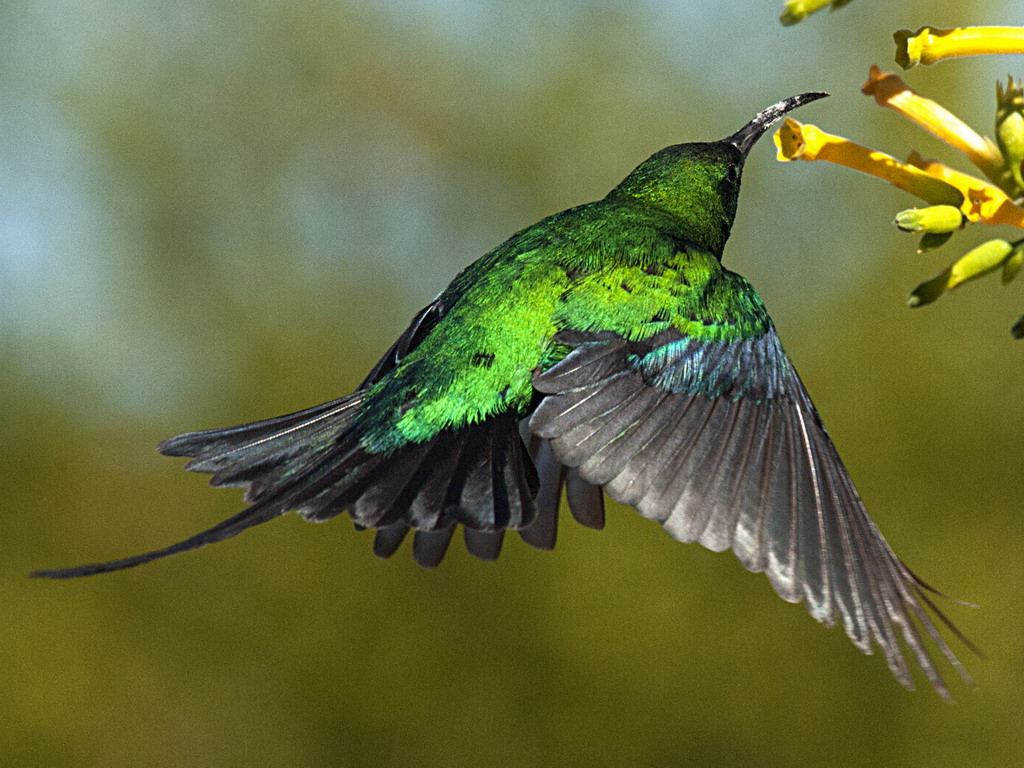 Buffelsdrift birds