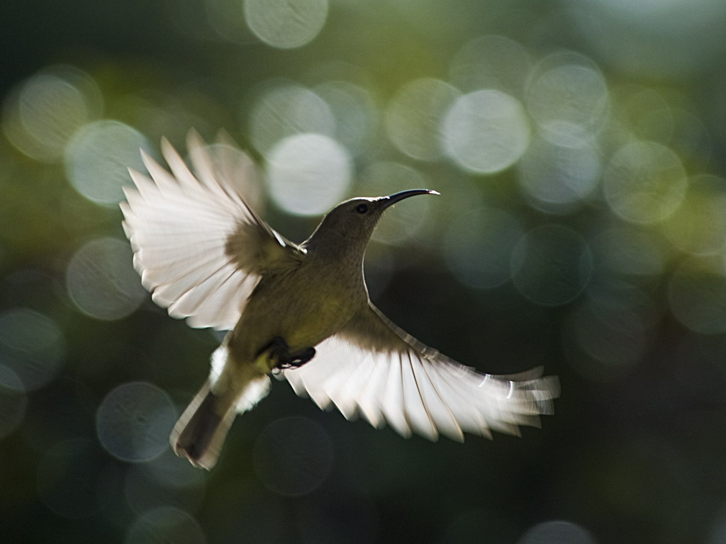 Buffelsdrift birds