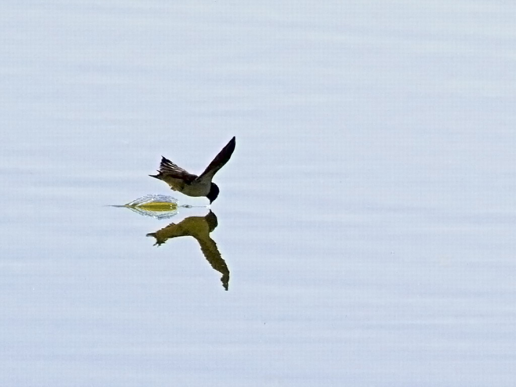 Buffelsdrift birds