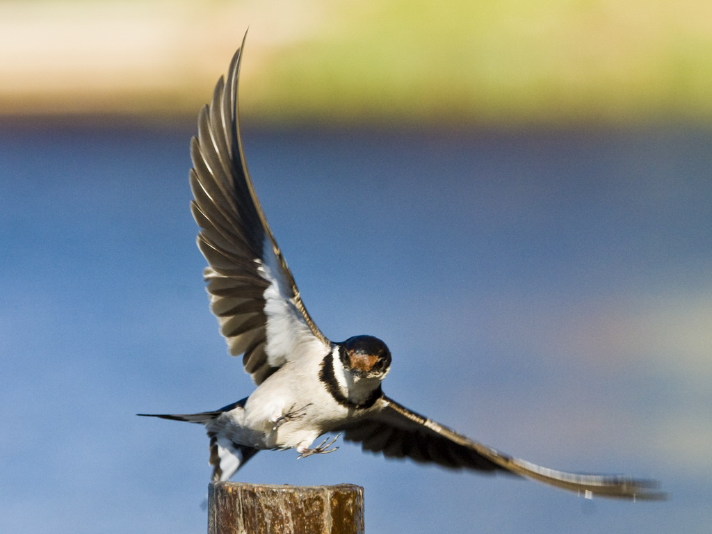 Buffelsdrift birds