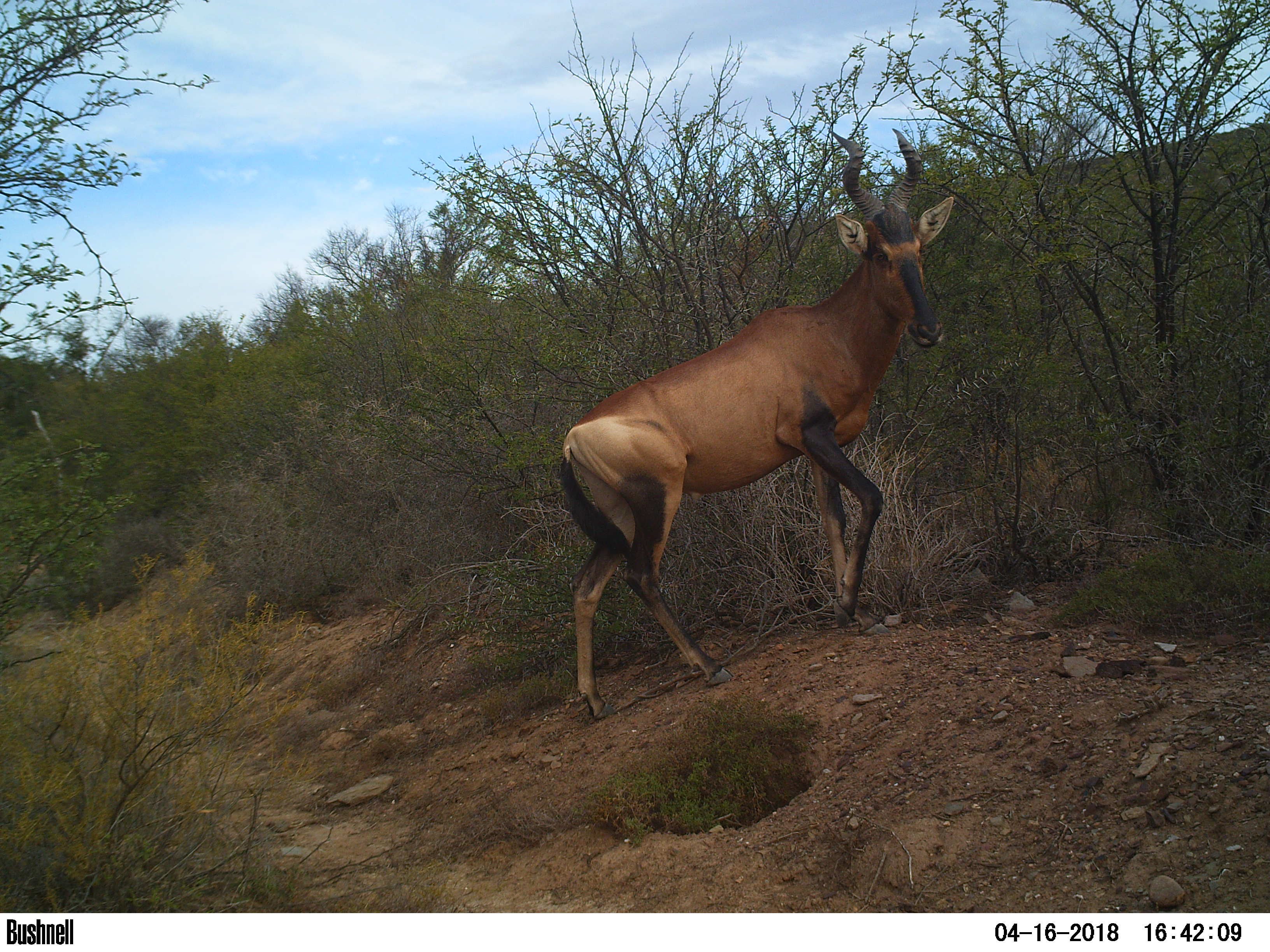 Buffelsdrift mammals