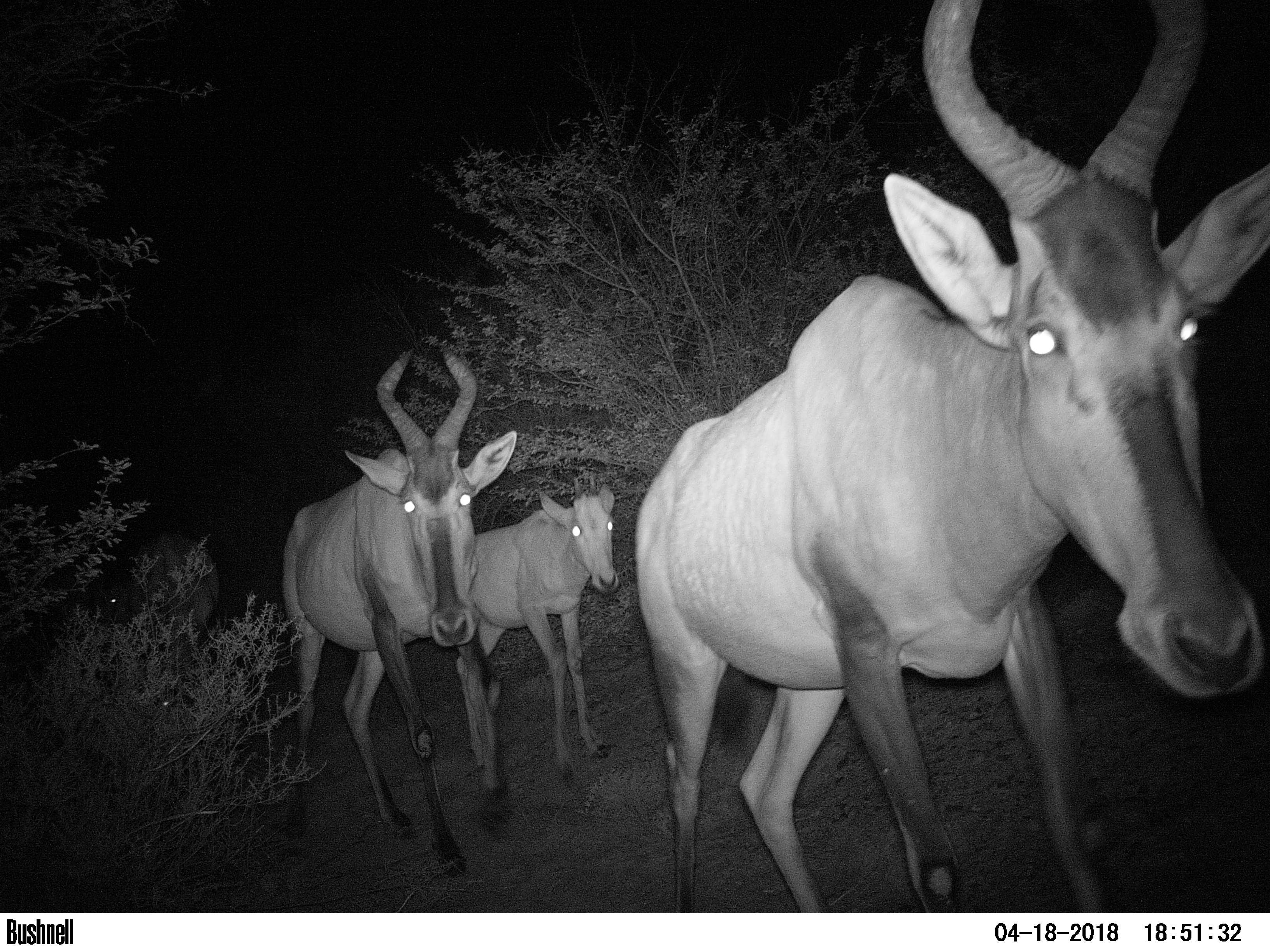 Buffelsdrift mammals
