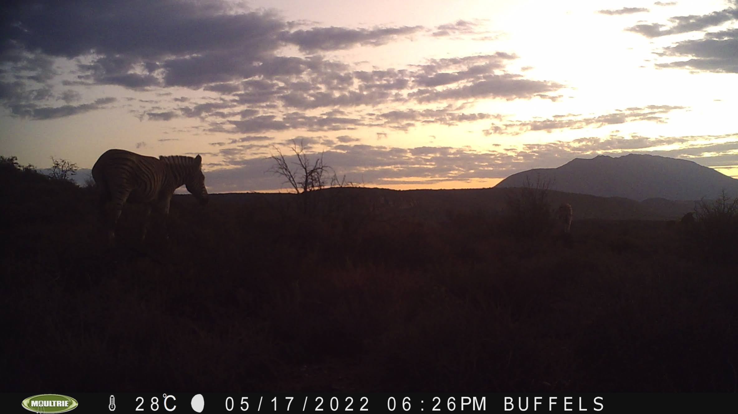 Buffelsdrift mammals