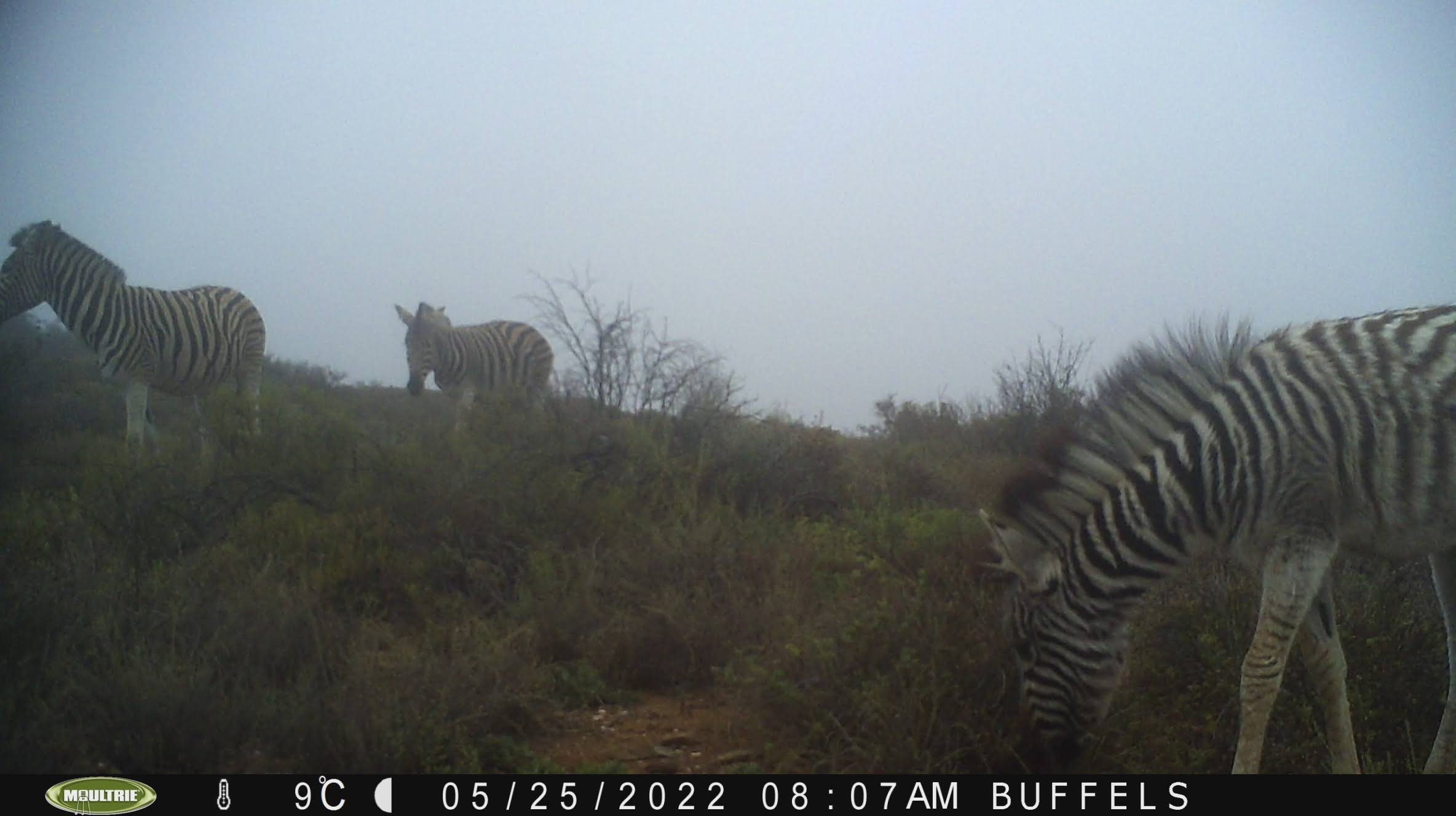 Buffelsdrift mammals