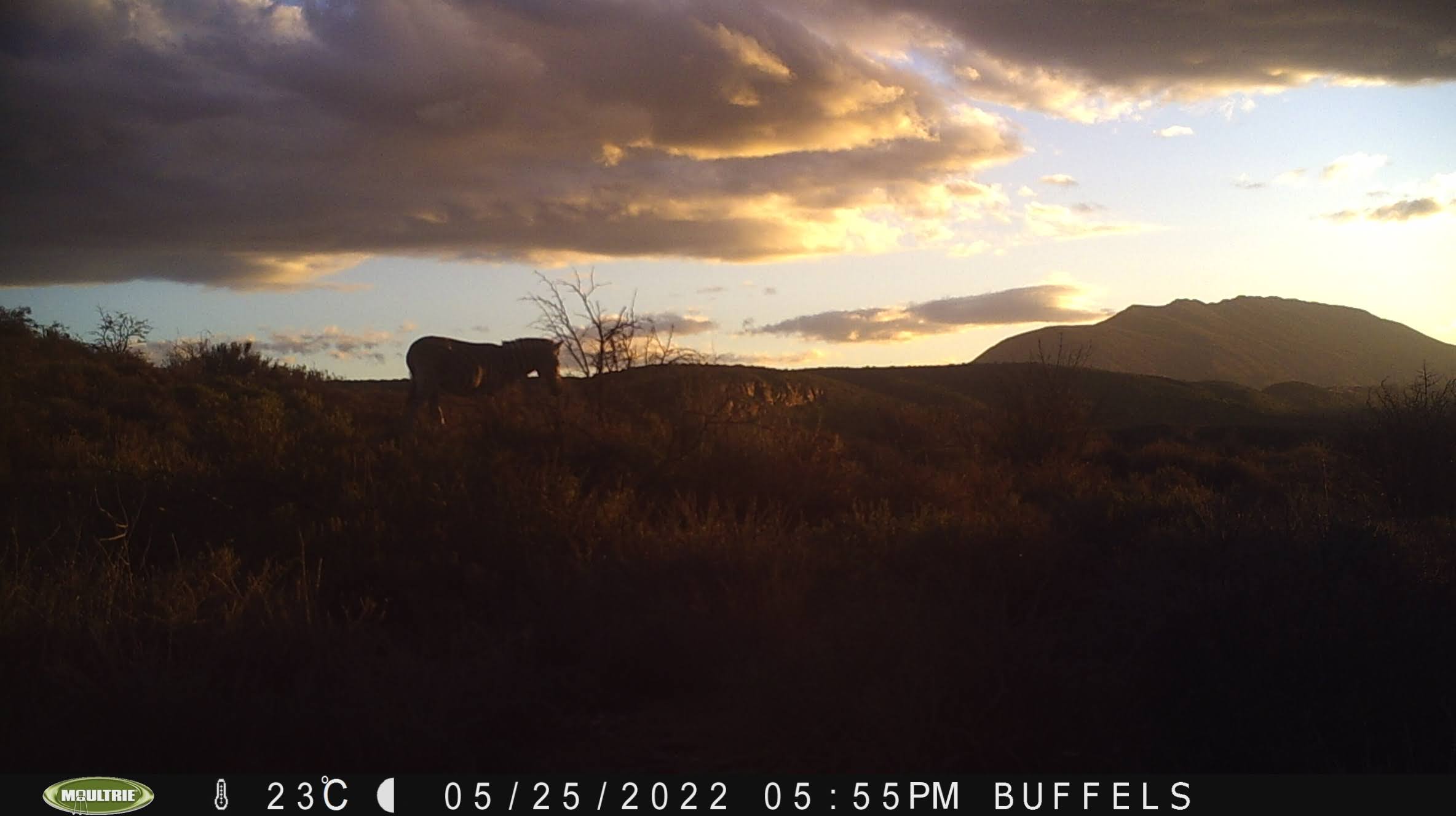 Buffelsdrift mammals