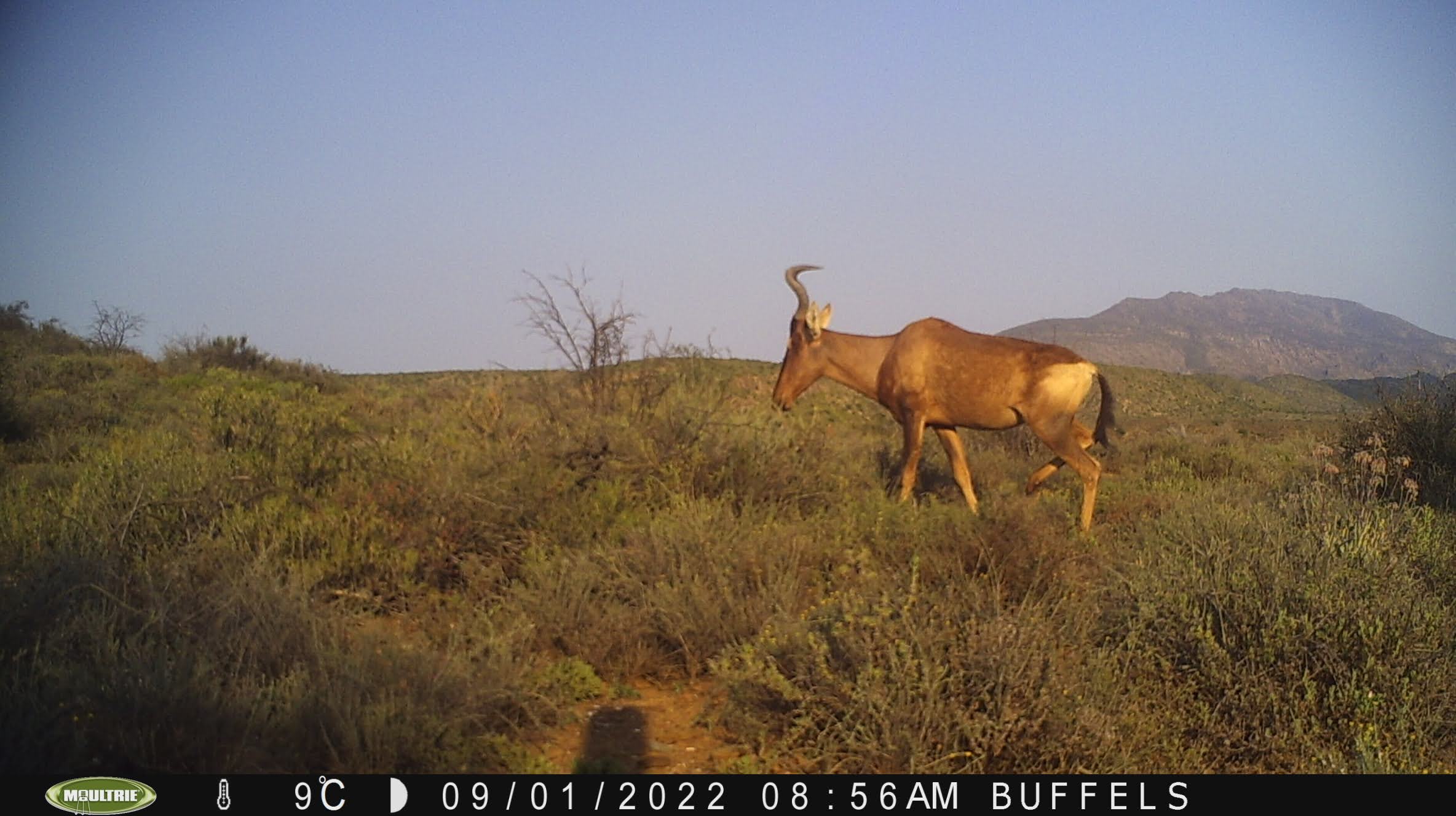 Buffelsdrift mammals