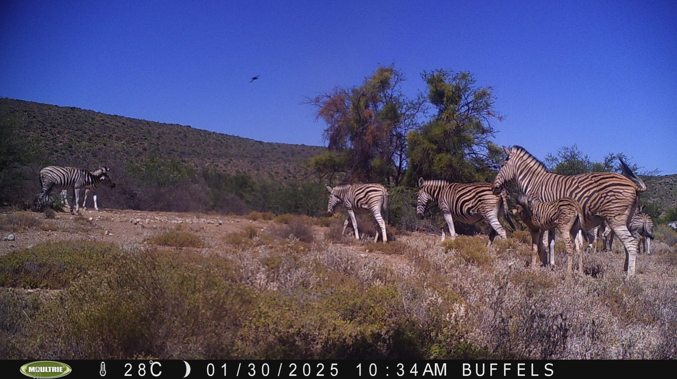 Buffelsdrift mammals