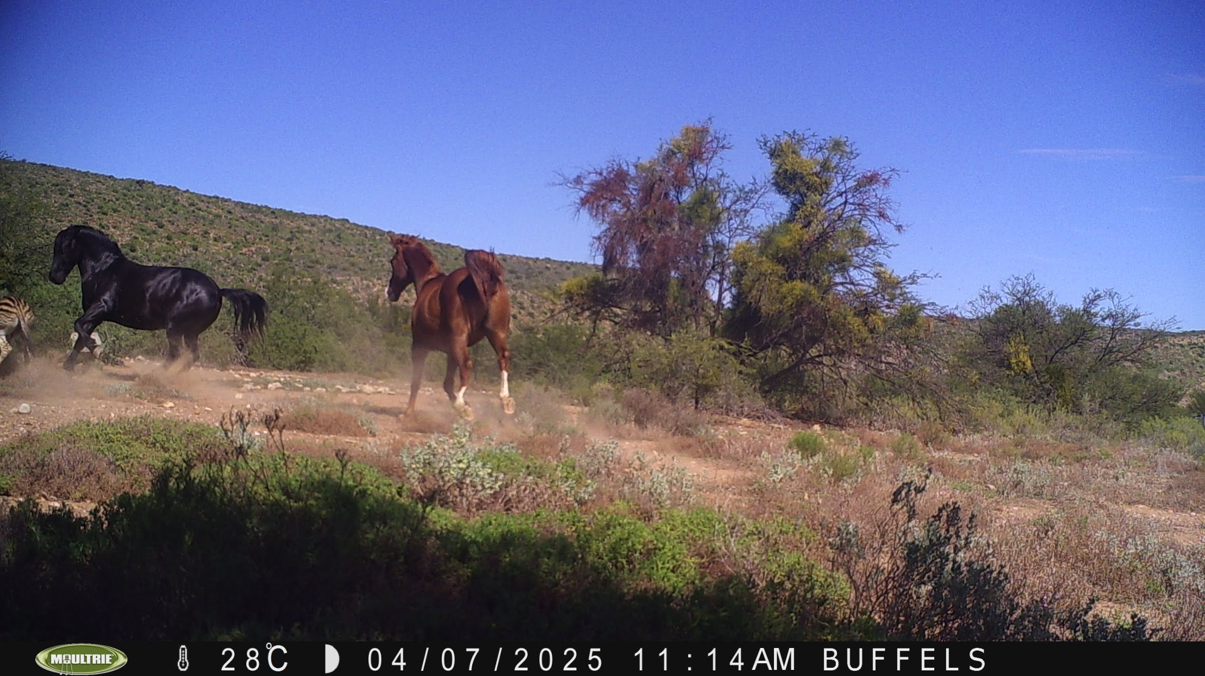 Buffelsdrift mammals
