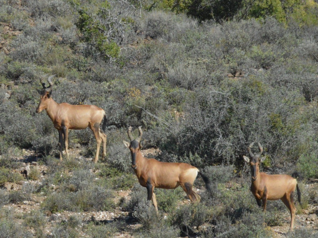 Buffelsdrift mammals