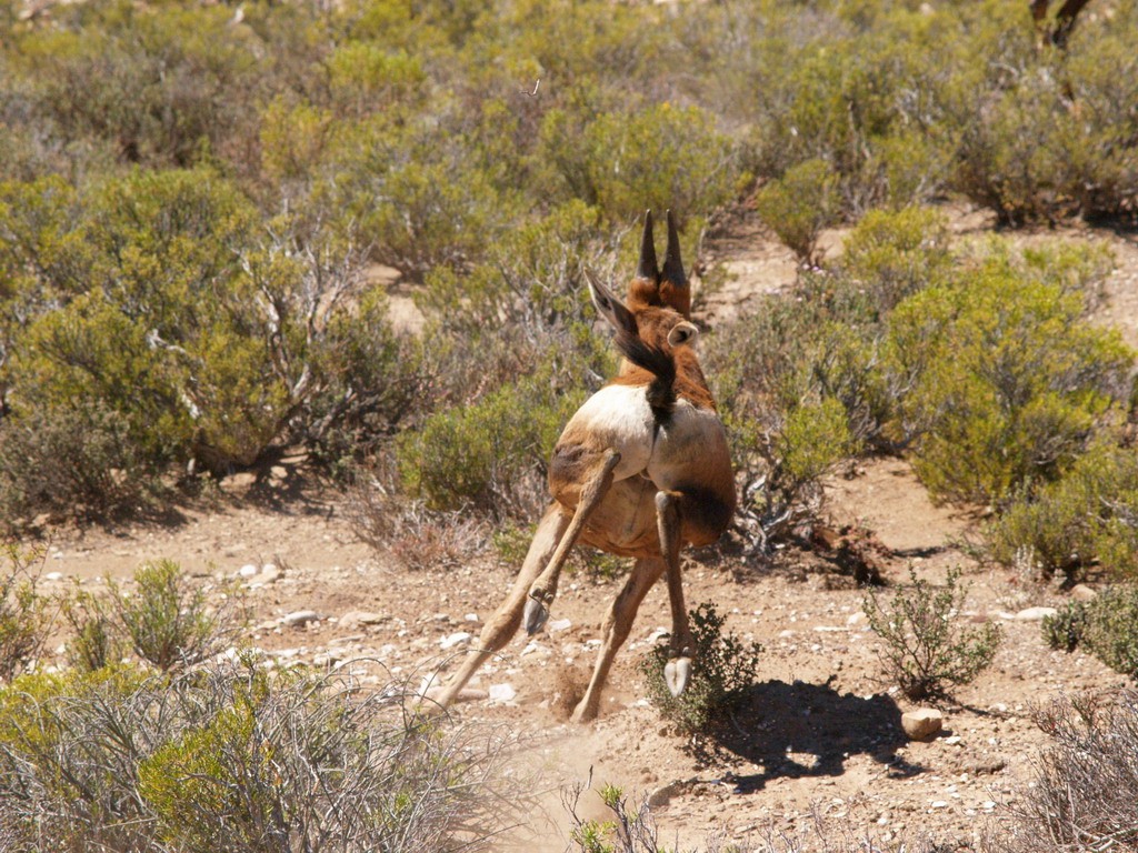 Buffelsdrift mammals