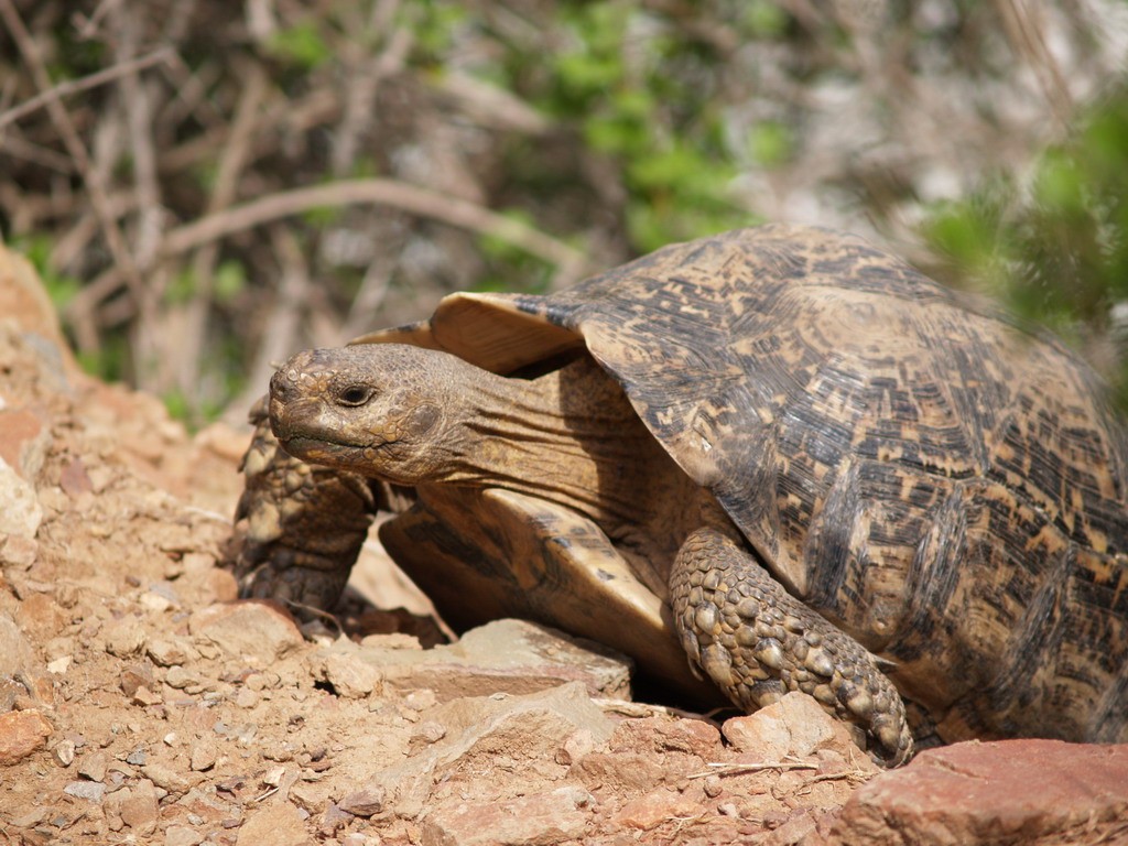 Buffelsdrift mammals