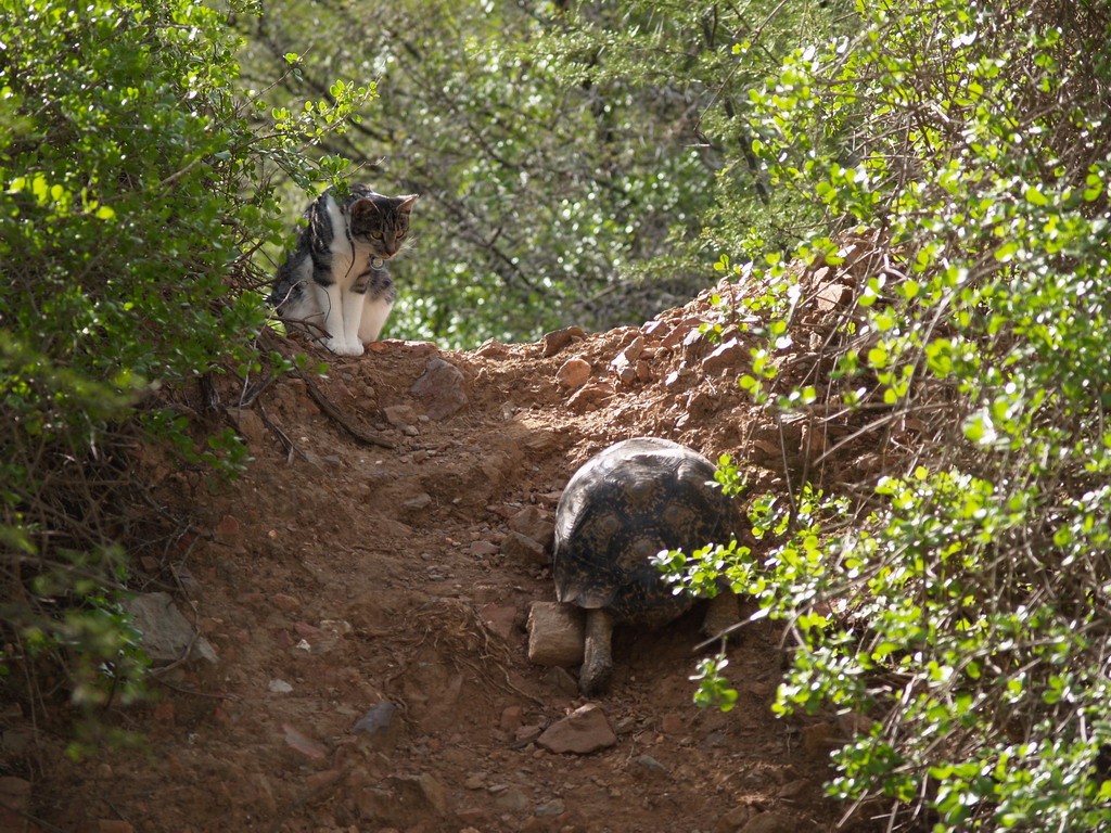 Buffelsdrift mammals