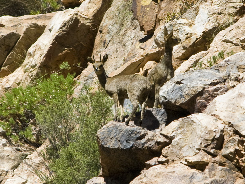 Buffelsdrift mammals