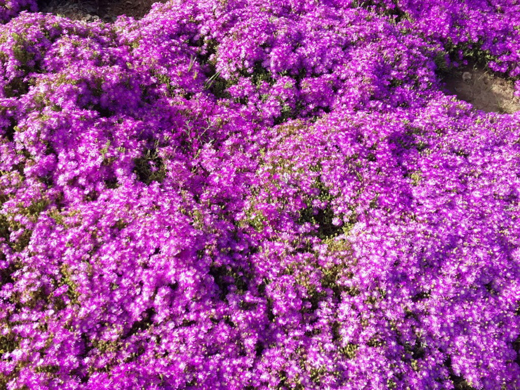 Buffelsdrift plants