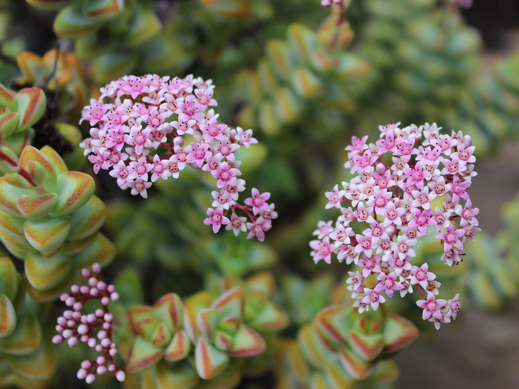 Buffelsdrift plants