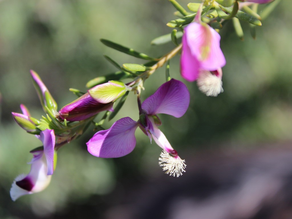 Buffelsdrift plants