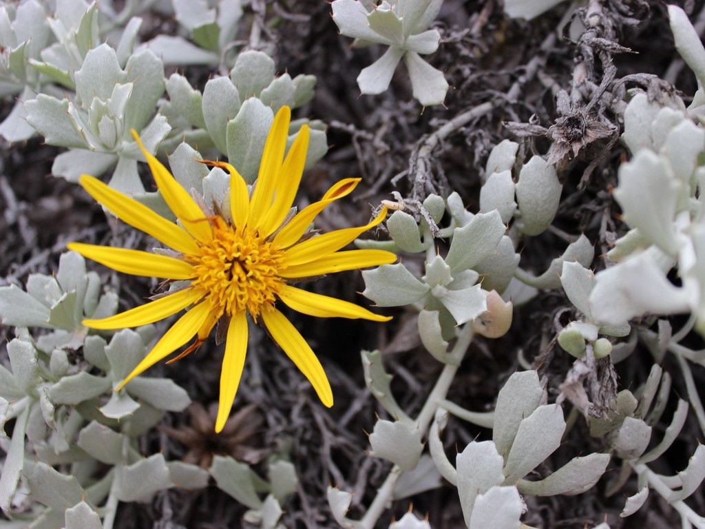 Buffelsdrift plants
