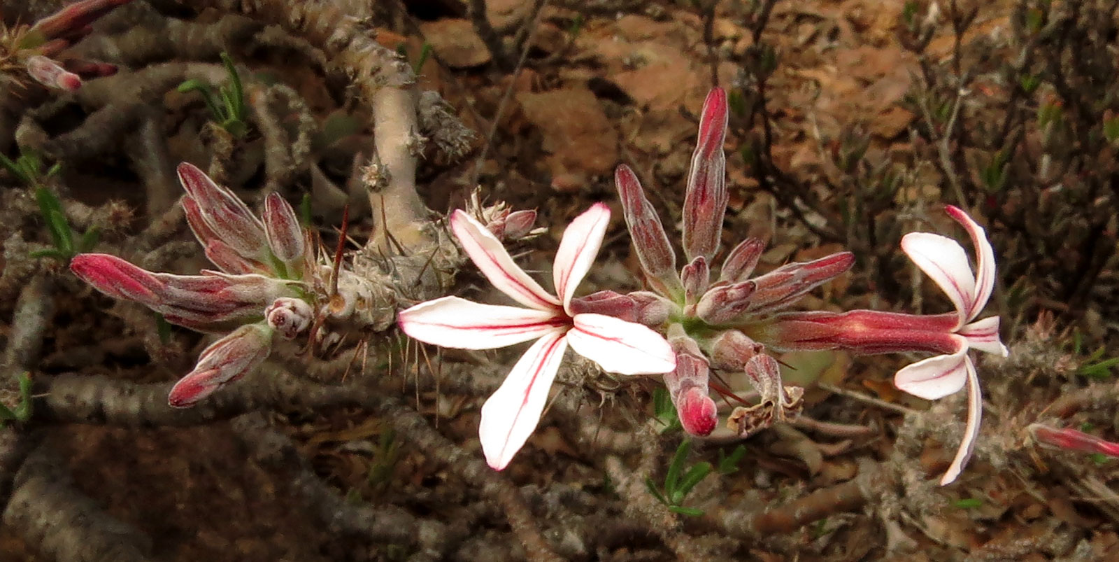 Buffelsdrift Conservancy Pachypodium